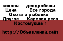 коконы    дендробены › Цена ­ 25 - Все города Охота и рыбалка » Другое   . Карелия респ.,Костомукша г.